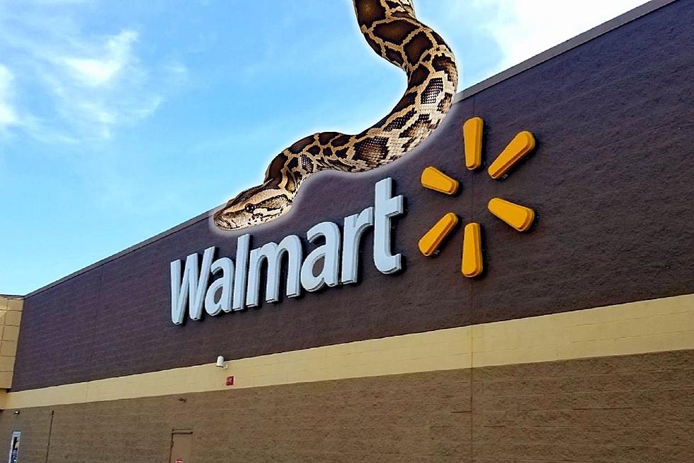 A Python on a Shelf at an Indiana Walmart