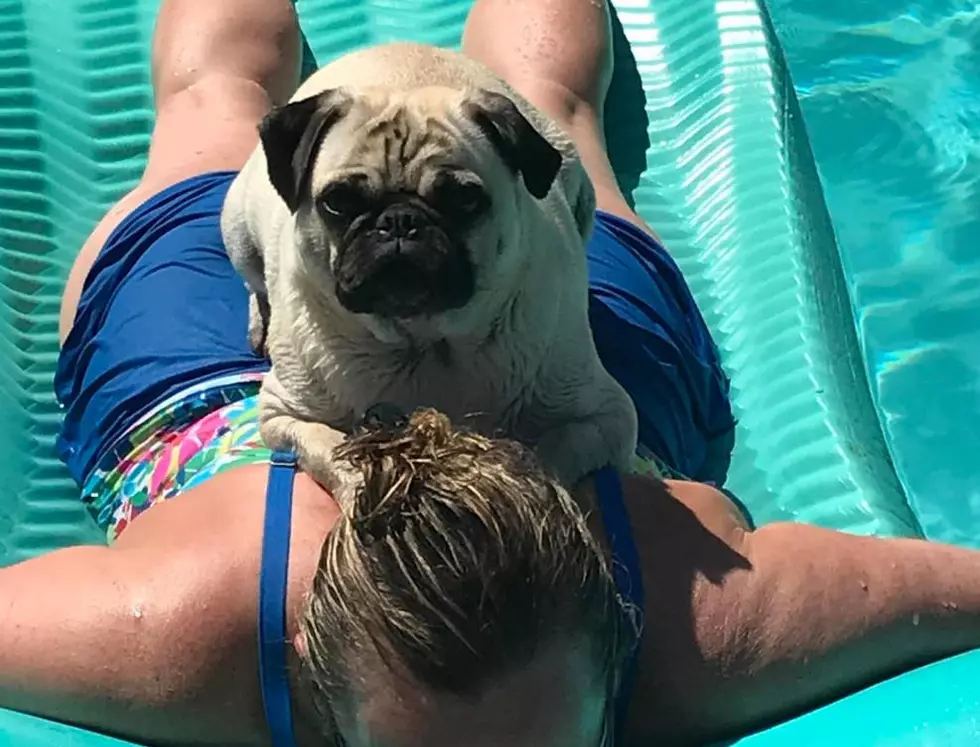 Meet Charlie: The Adorable Kentucky Pug Who Loves to Go Swimming