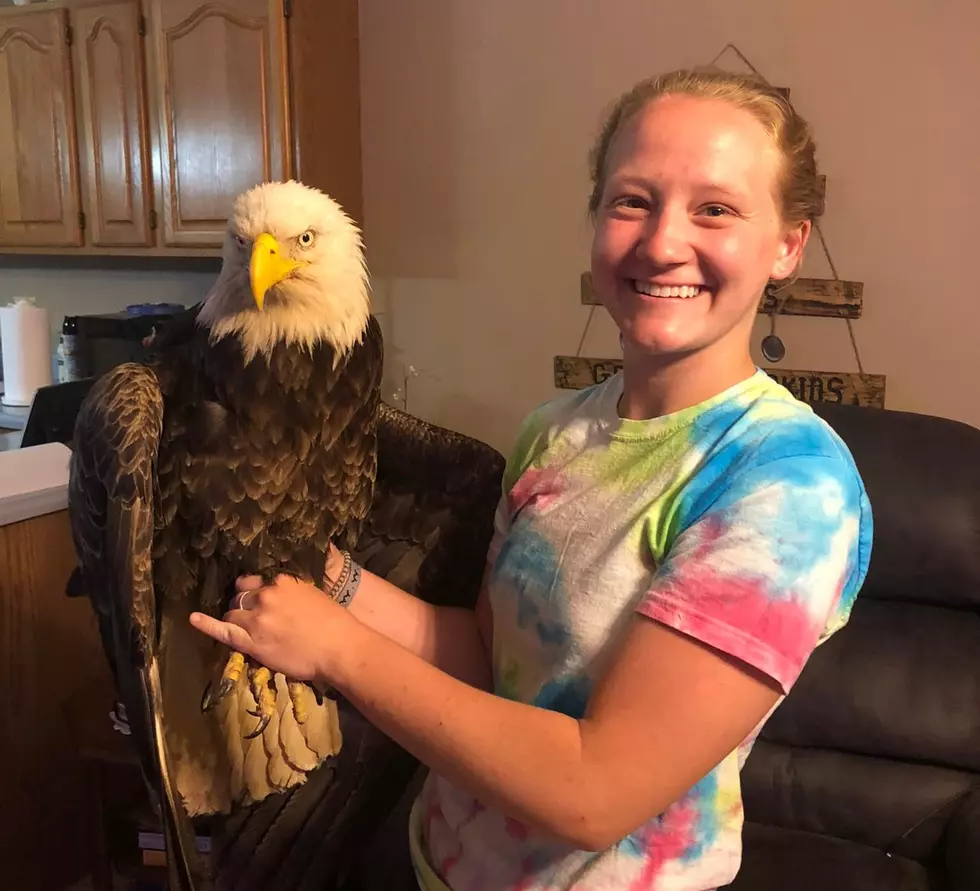 See Photos and Video of a Gorgeous Bald Eagle Rescued in Calhoun, Kentucky