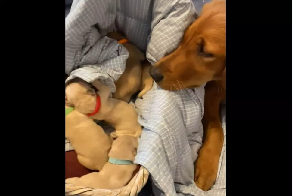 Video of Kentucky Dog Mothering Orphaned Golden Retriever Pups Will Warm Your Heart