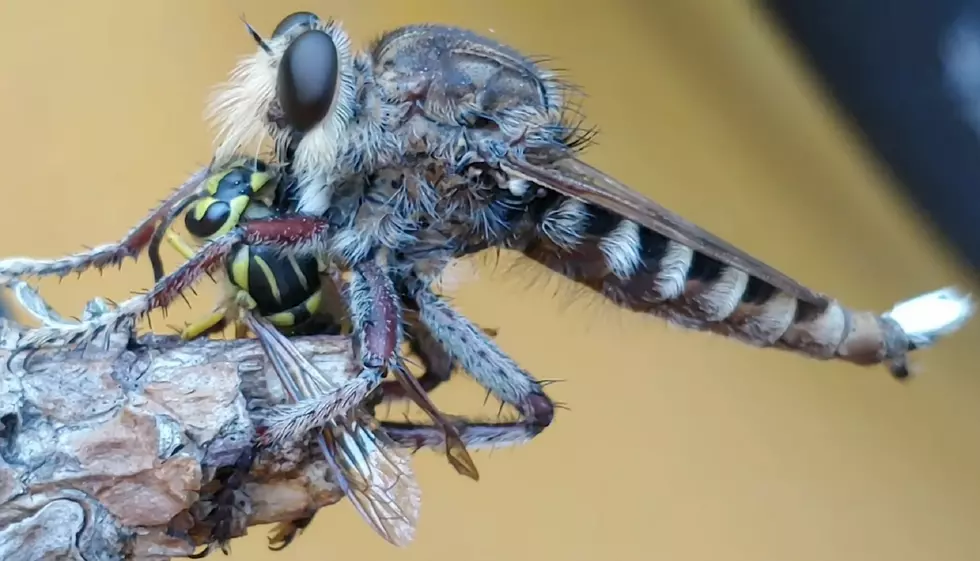 Meet the Predatory Robber Fly…Native to Kentucky, Indiana, Tennessee…You Name It