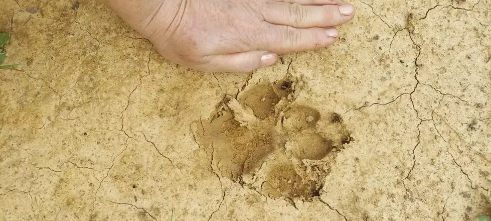 Western Kentucky Woman Baffled by Huge and Mysterious Animal Tracks in Her Yard