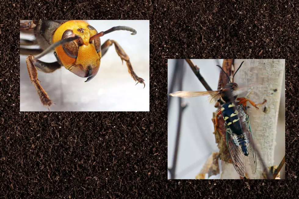 Kentucky Killer Wasp Looks Like A Murder Hornet But It’s Totally Harmless [PHOTOS]