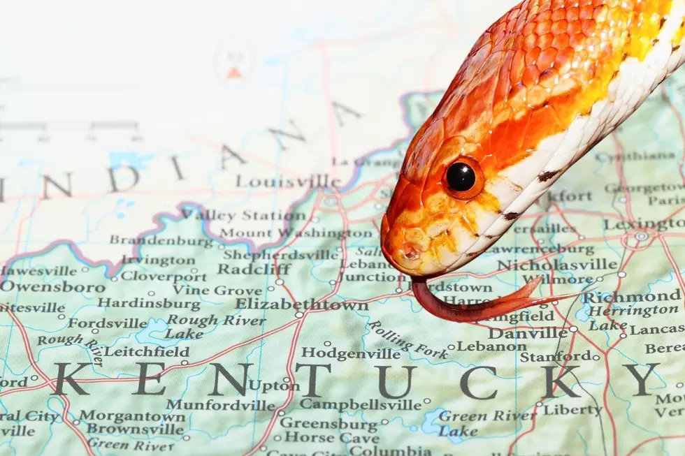 Bizarre Snake-Like Creature in Kentucky is Harmless-Don’t Kill It [PHOTOS]