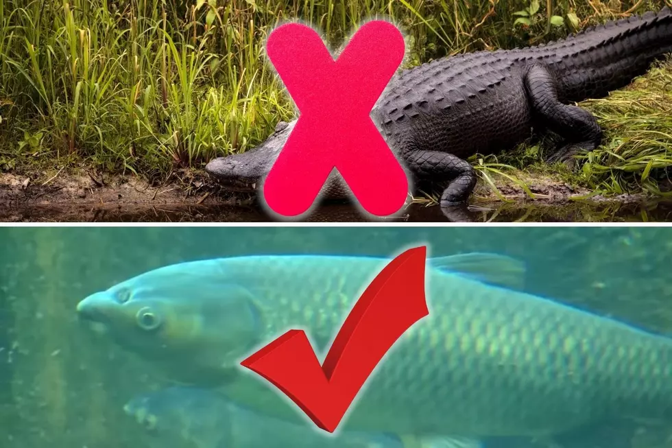 That KY Alligator Was Just an Invasive Fish