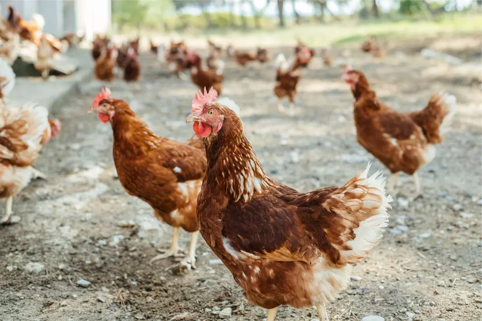 5,000 Kentucky Chickens in Need of Homes