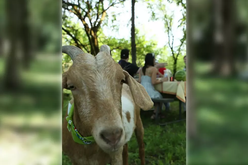 Picnic With Goats at This Unique Kentucky Airbnb Experience [VIDEO, PICS]