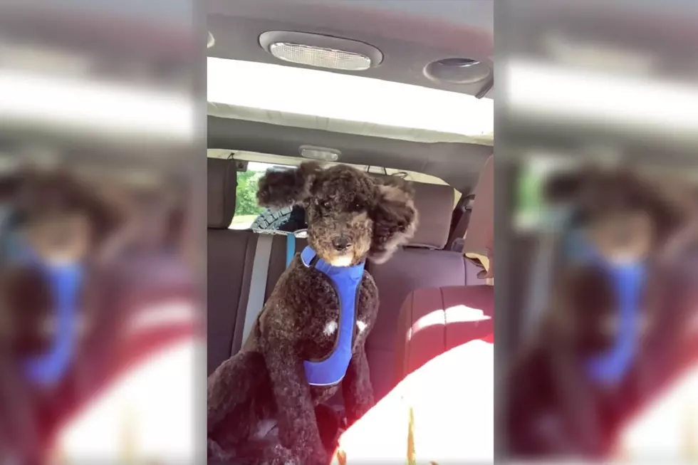 WATCH: This Indiana Pooch Thinks It’s in an 80s Hair Band Video