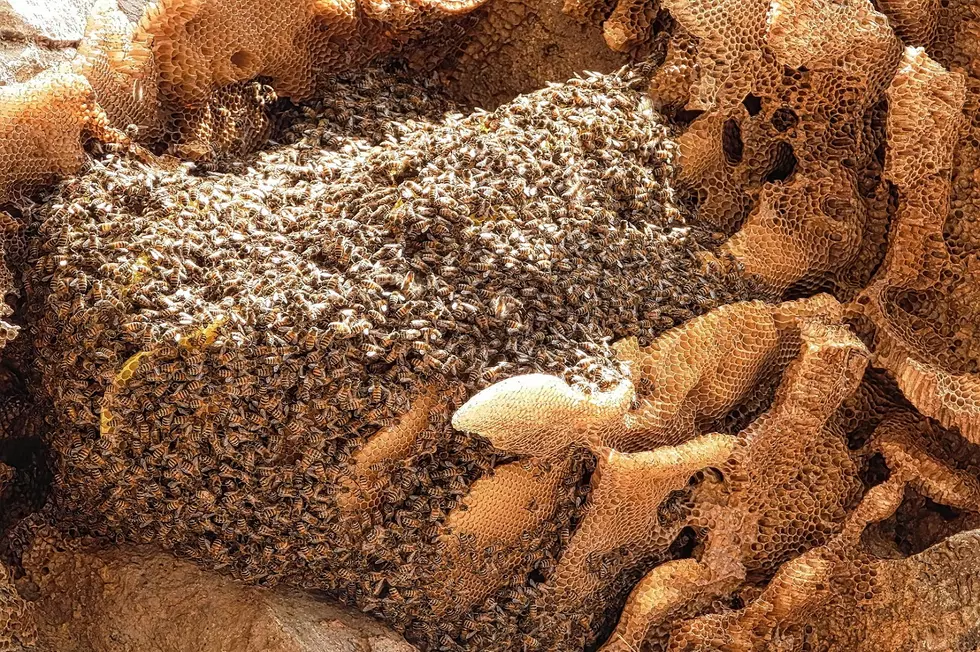 Could This Illinois Beehive Really Be More Than 80 Years Old?