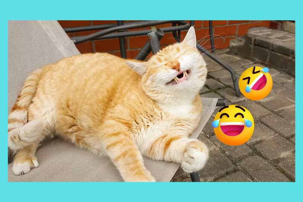 Oboro Woman's HISS-terical Rescue Cat Post Has Everyone Laughing