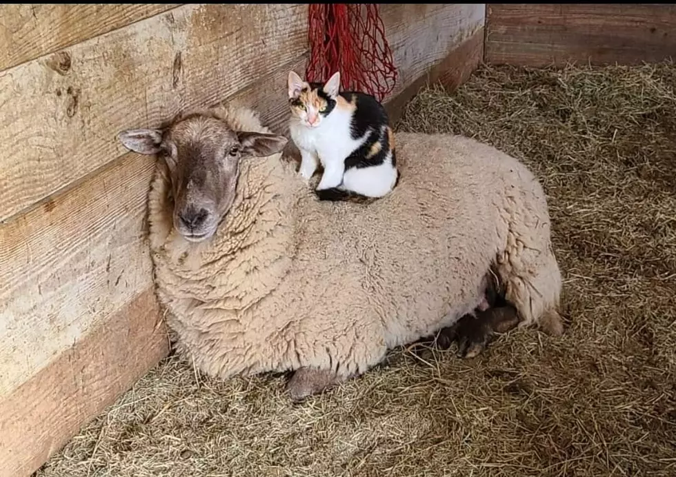 WATCH CAT GIVE SHEEP A MASSAGE -FUNNIEST THING EVER!