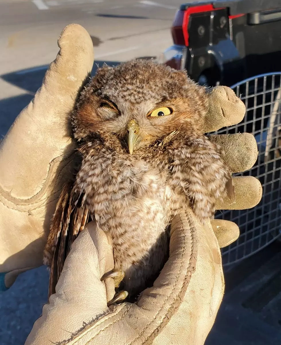 Owensboro Native Rescues an Adorable Baby Owl and Gets to Set It Free