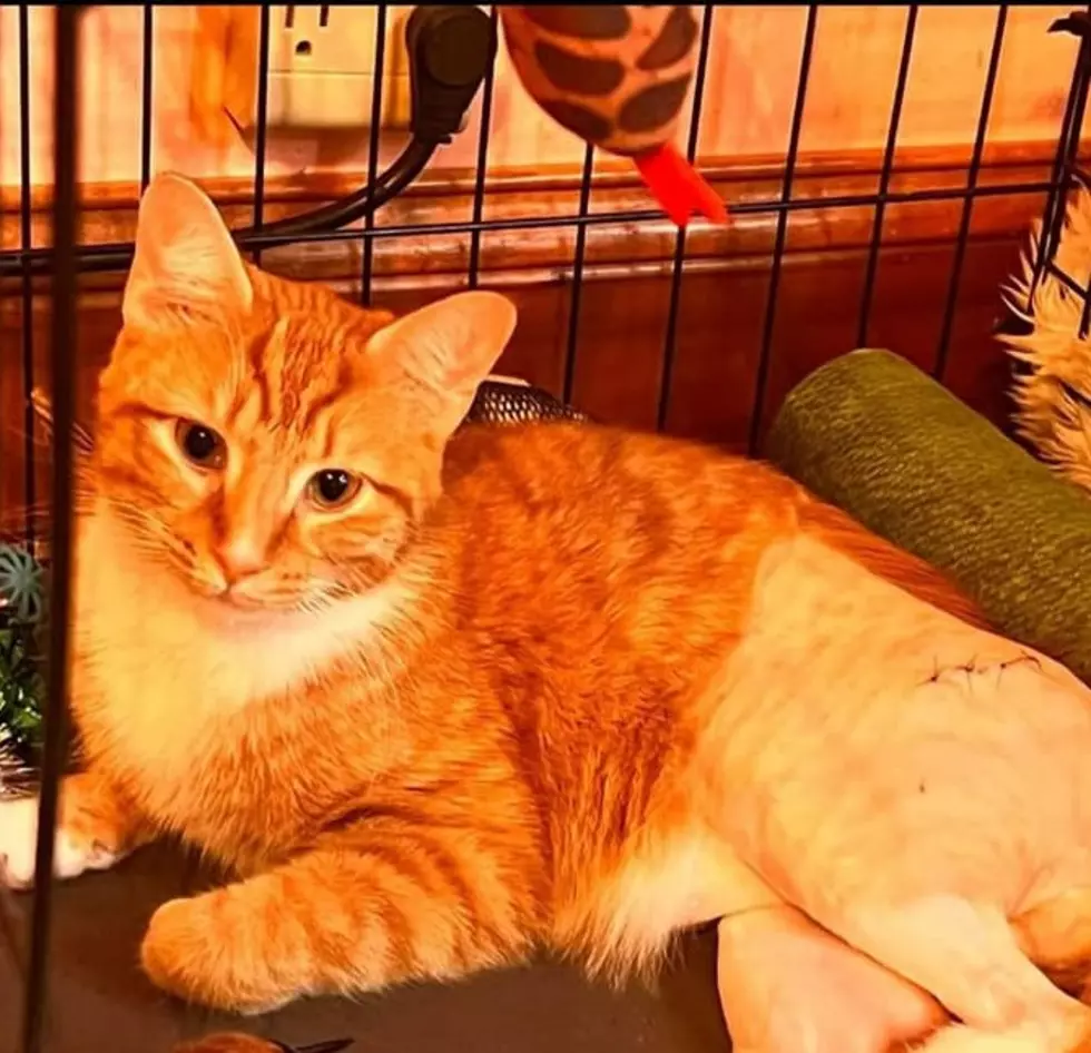 Tell City, IN Fundraiser Serves Up Lemonade for an Injured Cat Named Pumpkin