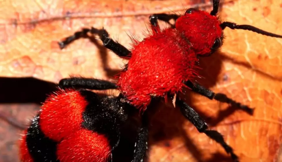 SCARY: Did You Know There are &#8220;Cow Killer&#8221; Wasps Here in Kentucky?