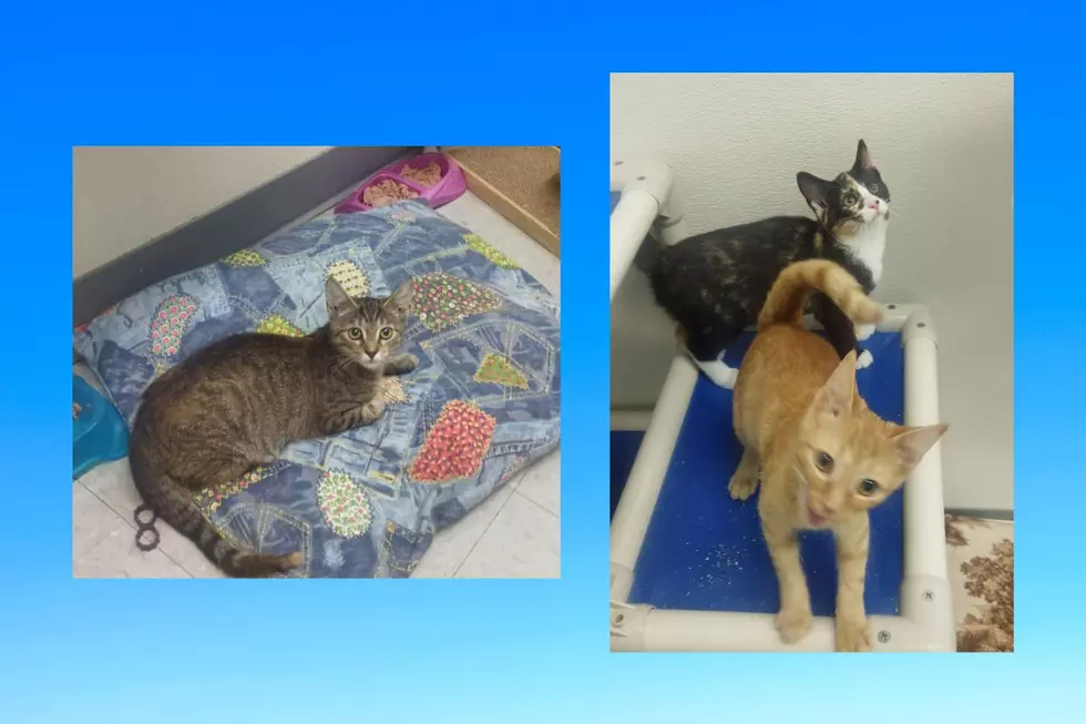 D.C. Animal Shelter Offering Free Cat & Kitten Adoptions