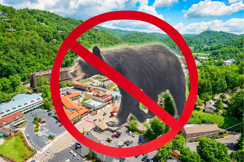 Gatlinburg, Tennessee Hotel Evicts Guests for Trying to Pet Bears [IMAGES, VIDEOS]