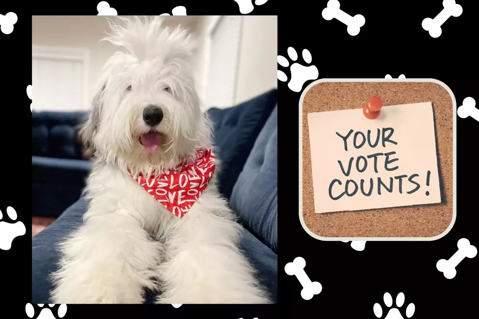 Kentucky Pup Named Tennessee Seeks All Your Puppy Love & Votes