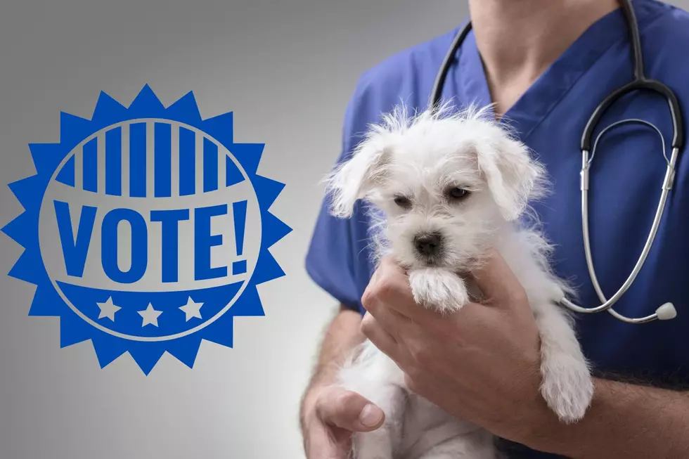 Who’s Your Favorite Veterinarian in the Tri-State? Here’s Your Nominees