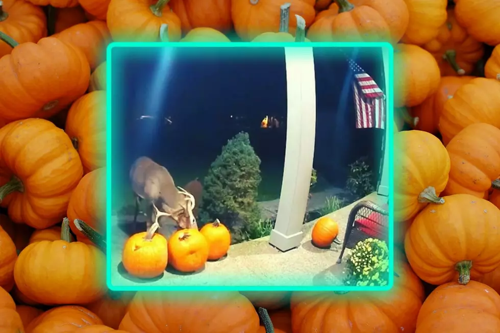 KY Deer Caught Snacking on Porch Pumpkins