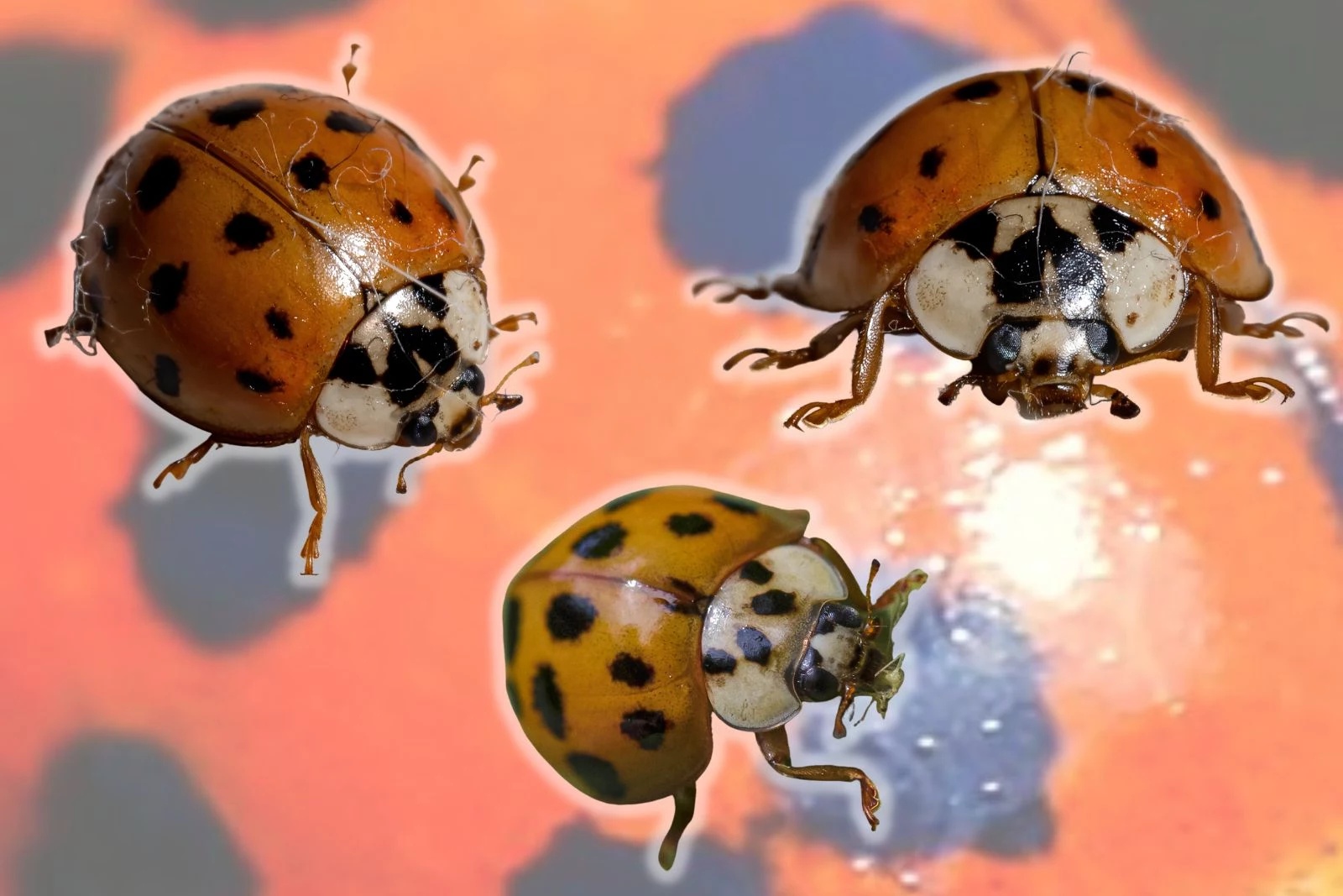 orange ladybug bite
