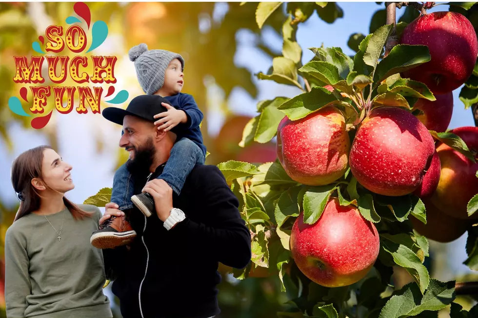 Feeling Nostalgic: Last Apple Festival Held at Reid's Orchard