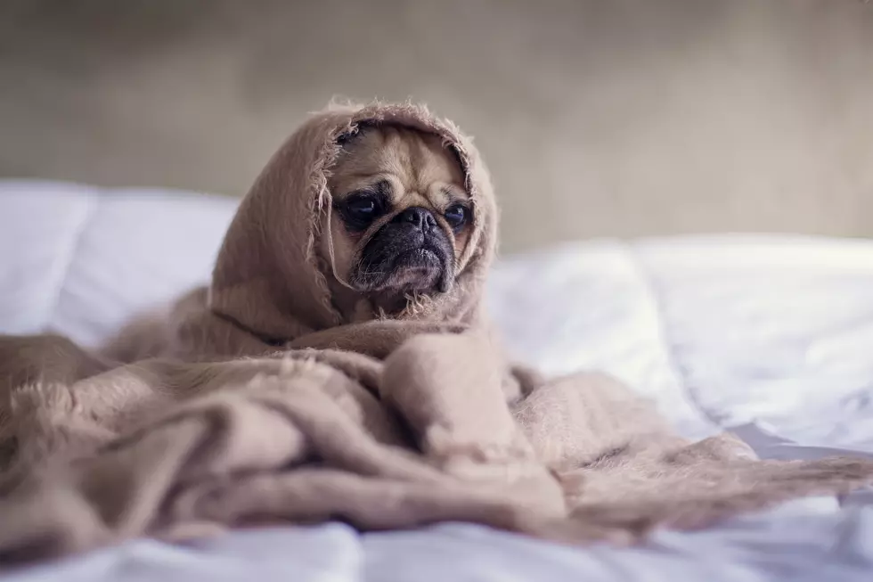 There's a Halloween Costume Contest for Dogs in Sacramento