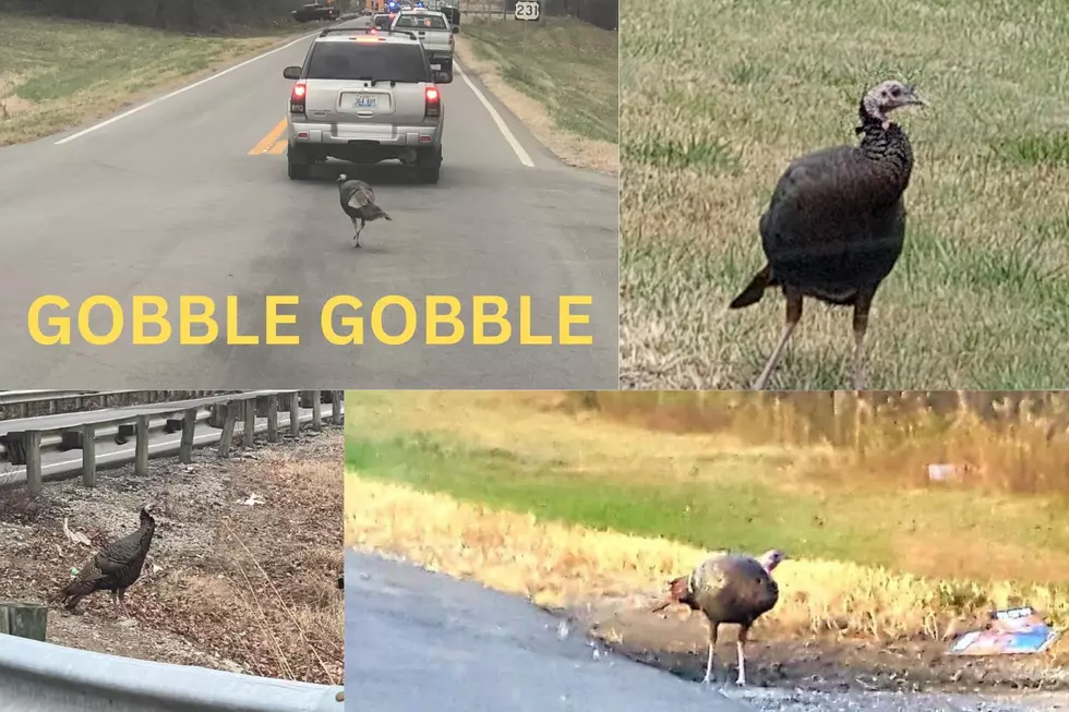 Crazy Small Town Kentucky Turkey Has His Own Fan Club & Now He Needs A Name (VOTE)