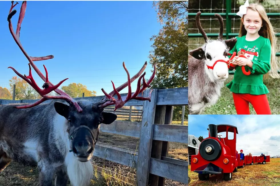 Santa Has Real Life Whimsical Reindeer Farm In Western Kentucky & You Can Visit
