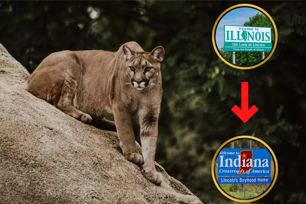 Mountain Lion Walks to IL