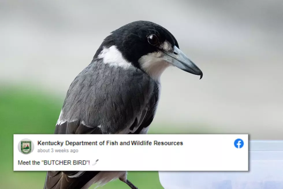 Why This Adorable Kentucky Songbird is Called &#8220;The Butcher Bird&#8221;