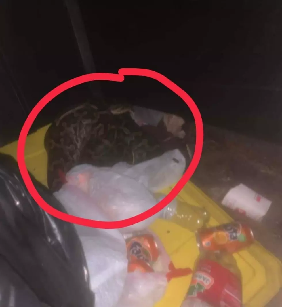 Indiana Woman Gets BIG Surprise When She Finds A Python While Dumpster Diving