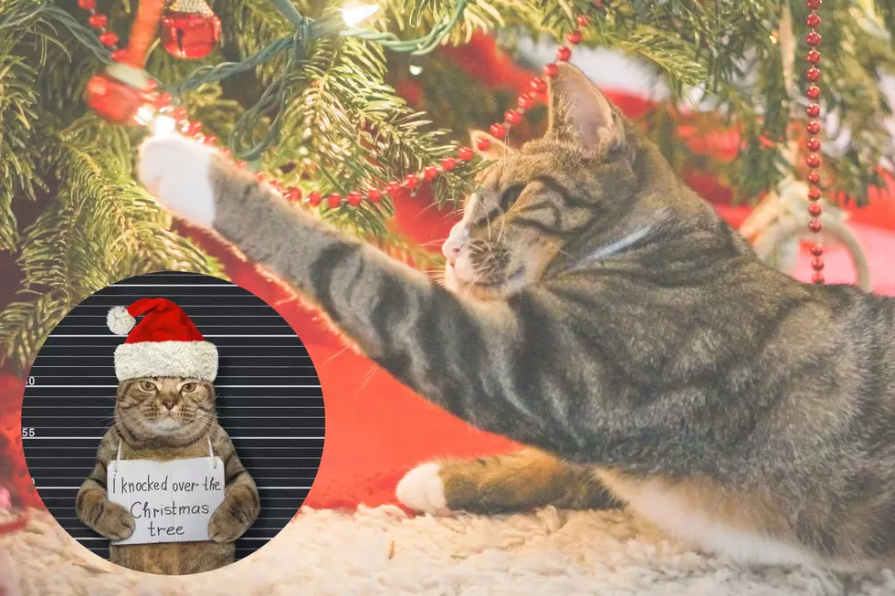 Angel Shares Funny Ways To Keep Pets Out of Your Christmas Tree