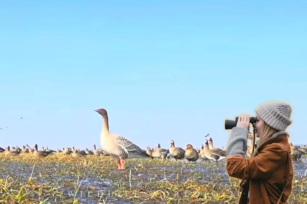 Rare Non-Native Goose Spotted in KY