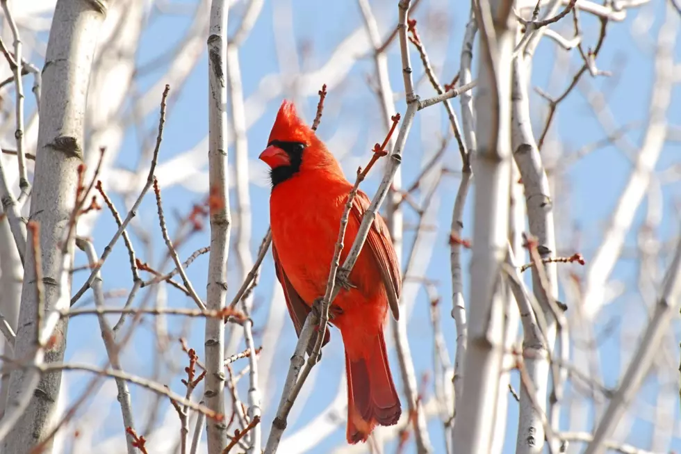 What Does It Mean When You See A Cardinal?