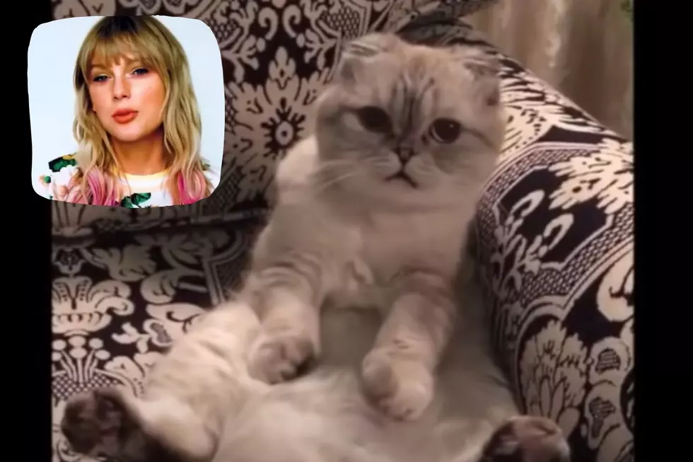 Taylor Swift&#8217;s Cat Worth Millions-Can You Guess How Much &#038; Why?
