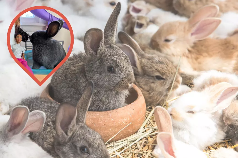Adorable Kentucky Baby Bunny Thinks Barbie Dreamhouse Is His House