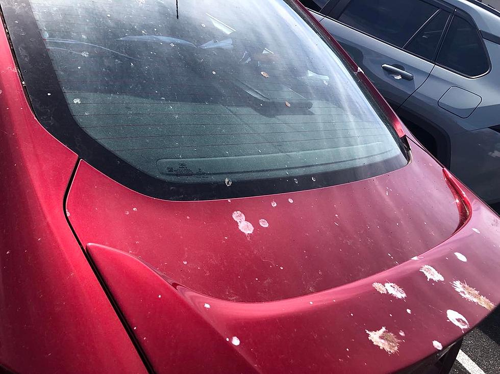 Why Do Birds Always Seem to Poop on Red Cars and Trucks?