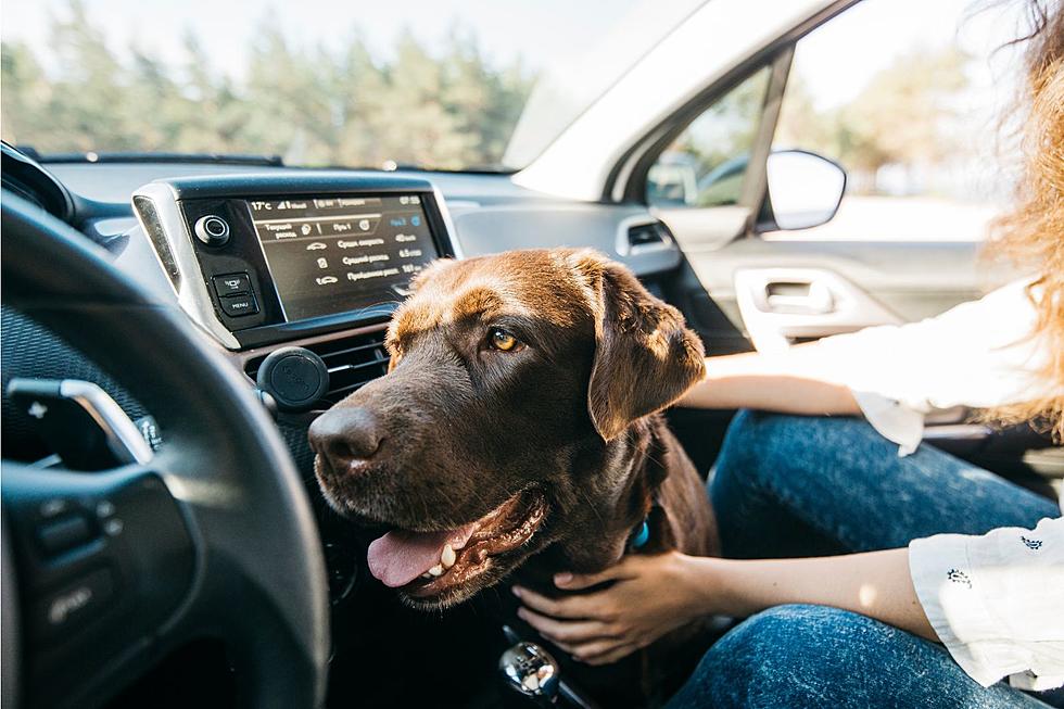 Does Kentucky &#038; Indiana Require Pets To Be Restrained In Vehicles?