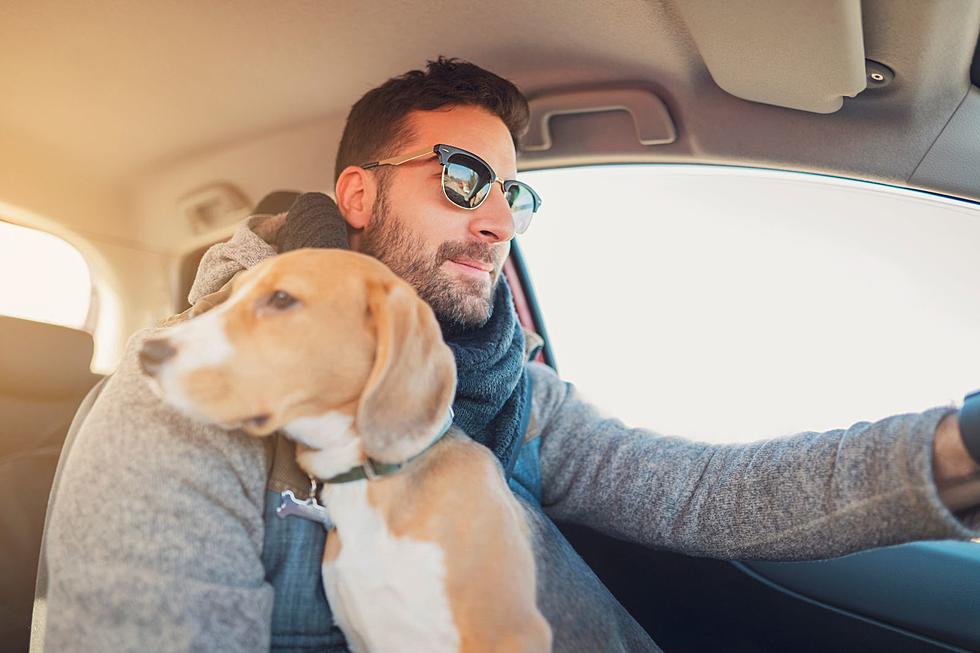 Does Kentucky & Indiana Require Pets To Be Restrained In Vehicles?