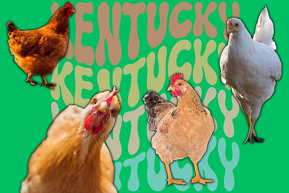 Retired Kentucky Egg-Farm Hens Are Up for Adoption