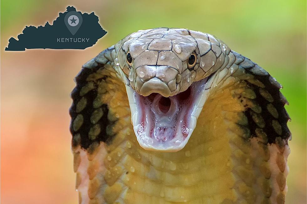 Cobras in Kentucky? 