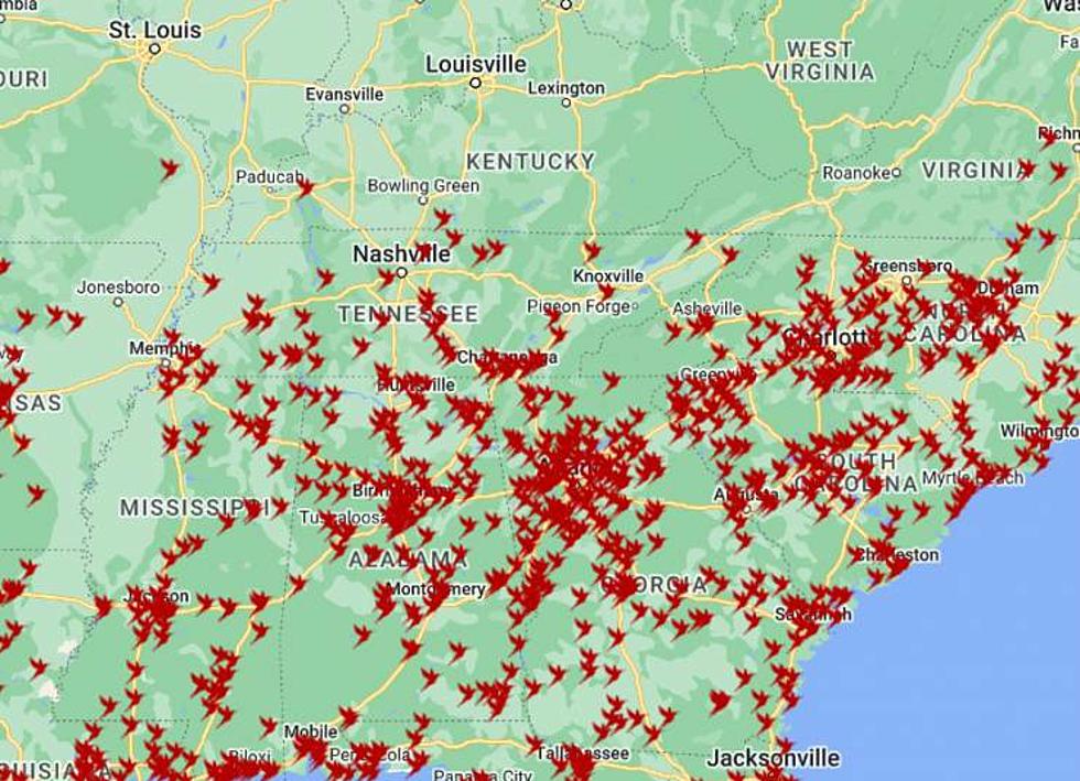 How to Track Hummingbirds as They Come Back to the Tristate