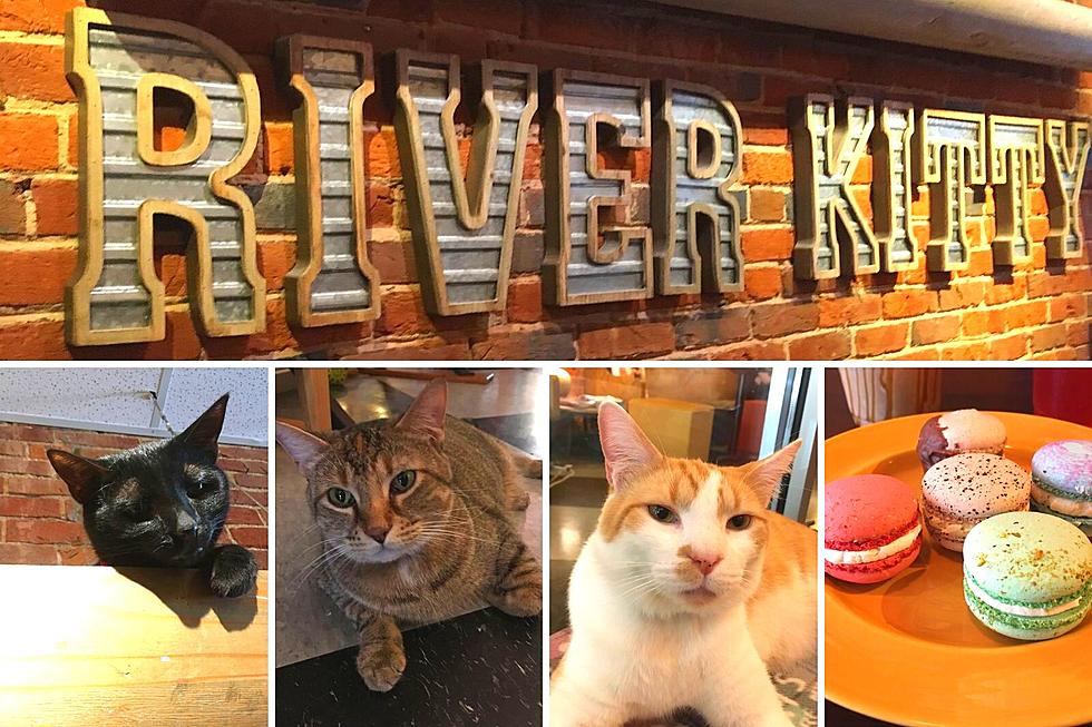 Sweet Treats and Adoptable Cats at River Kitty Café in Southern Indiana [VIDEO]