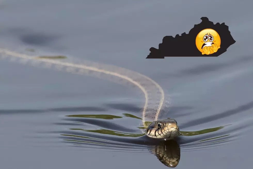 One of the Nation’s Most Snake-Infested Rivers Runs Through Kentucky