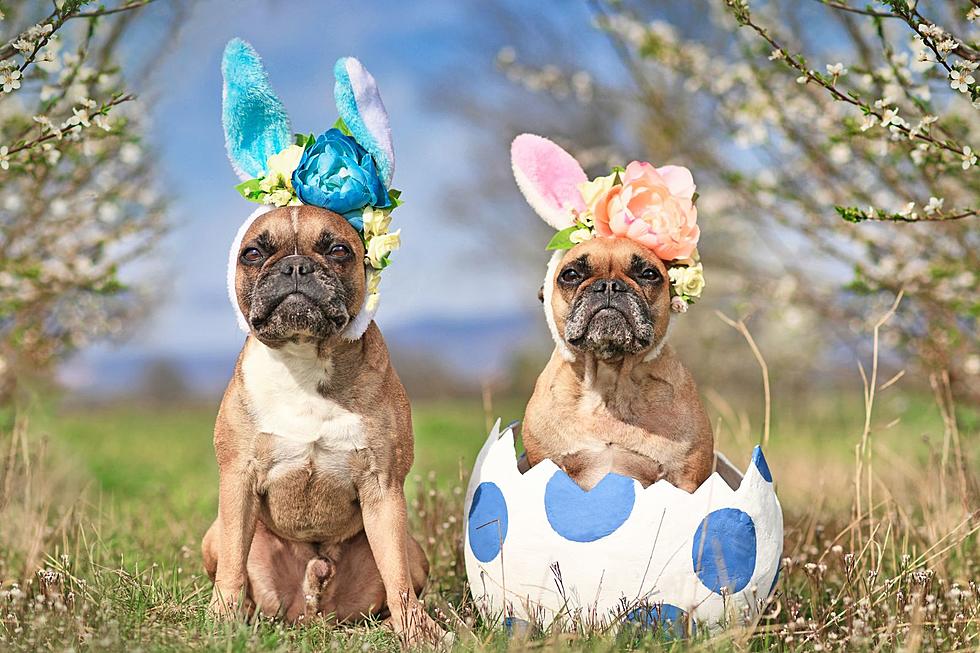 Easter Has Gone to the Dogs! Event Helps Rescue Pups in Owensboro, Kentucky