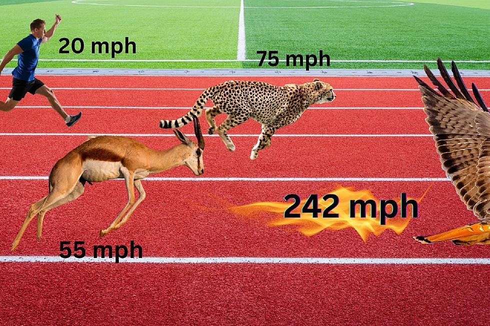 Kentucky Is Home to the Fastest Animal in the World
