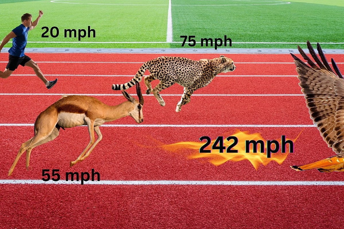 the-world-s-fastest-animal-can-be-found-in-kentucky