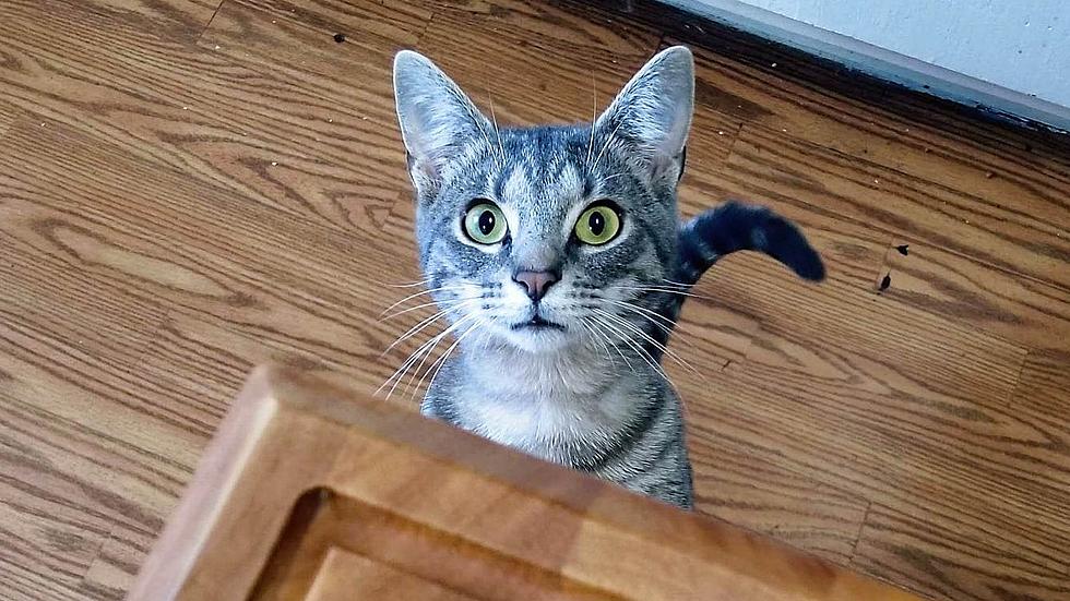Kentucky Rescue Cat Will Steal Your Heart and Your Snacks!