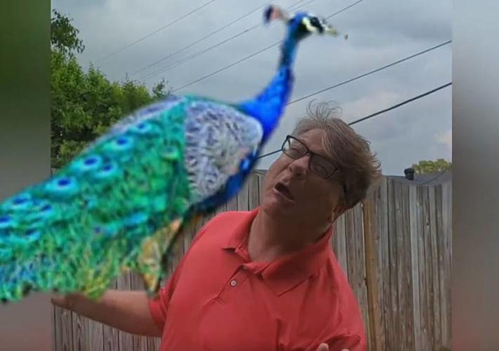 Kentucky Man Was Attacked by a Peacock and ‘Barely’ Lived to Tell About It