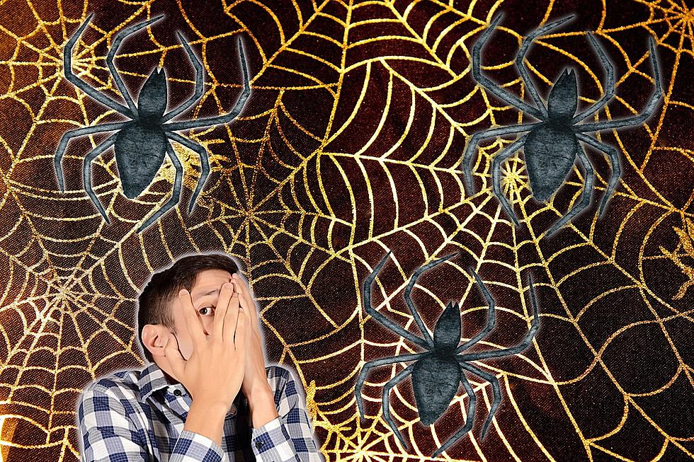 Check Out Some of the Largest Spiders in Kentucky…If You Dare